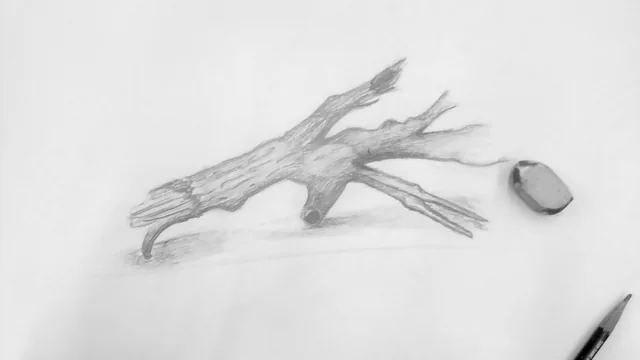 A pencil study of driftwood, including its grain, broken branches, and cast shadow.