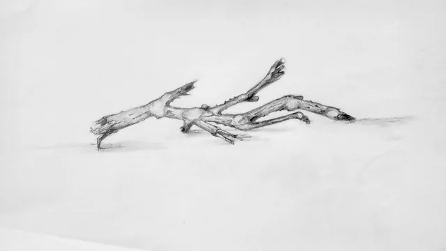 A pencil study of a branching piece of wood and its shadow.